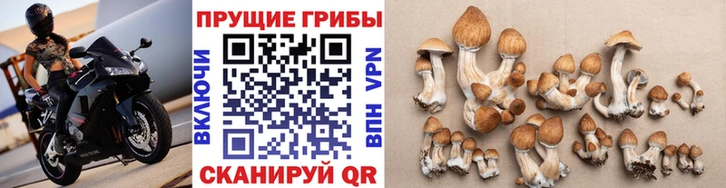 купить наркоту Каргат Псилоцибиновые грибы Cubensis